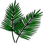 Palm Leaves