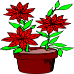 Poinsettia 10