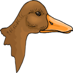 Duck 41