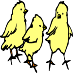 Chicks 4