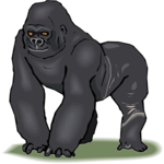 Gorilla 6