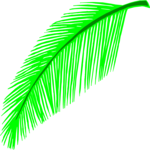 Palm Leaf