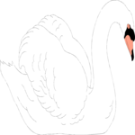 Swan 08