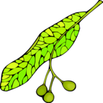 Leaf 105