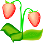 Strawberries 14 Clip Art