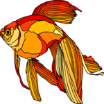 Goldfish 01