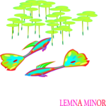 Lemna Minor Clip Art