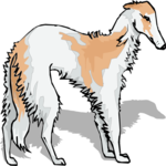 Borzoi