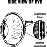 Eye Diagram Clip Art