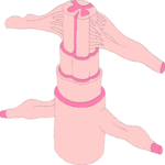 Spinal Cord Clip Art