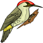 Woodpecker 10 Clip Art