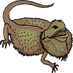 Bearded Dragon