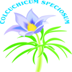 Colocuchicum Speciosum Clip Art