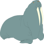 Walrus 02