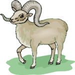 Sheep - Bighorn 3