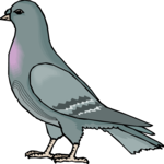 Pigeon 13 Clip Art