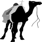 Camel 02