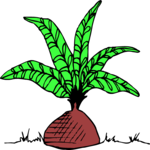 Palm Tree - Bulb
