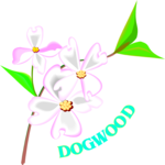Dogwood 3