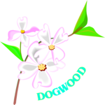 Dogwood 3