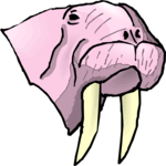 Walrus 09