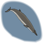 Whale - Beaked