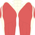 Musculature - Thigh 1