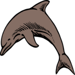 Dolphin 07