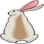 Rabbit 29