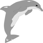 Dolphin 03