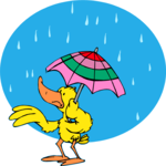 Duck in Rain 3