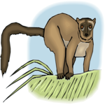 Lemur 5 Clip Art