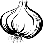 Onion 04 Clip Art