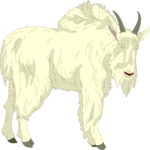 Mountain Goat 01