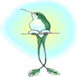 Hummingbird 13