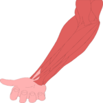 Musculature - Forearm 1