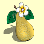 Pear 32
