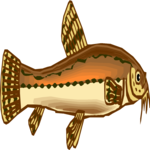 Dojo Fish 1