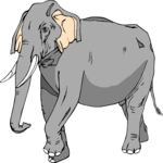 Elephant 05