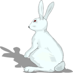 Rabbit 26