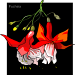 Fuchsia 2 Clip Art