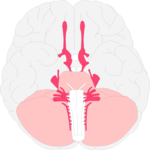 Brain - Inferior View 1 Clip Art