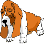 Basset Hound 5