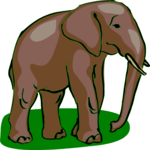 Elephant 15