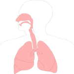 Respiratory System 3 Clip Art