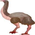 Dinornis 1