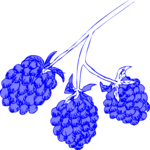 Blackberries 2