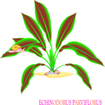 Echinodorus Parviflorus