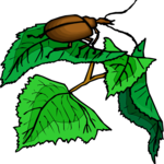 Beetle on Leaf Clip Art