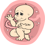 Fetus